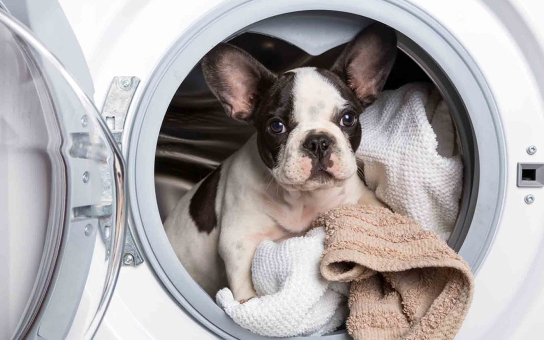 ¿Cómo debes limpiar si tienes mascotas?